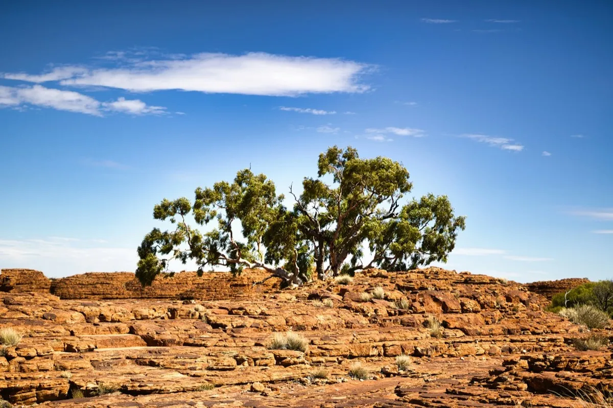 A lone tree on a flat sandstone outcrop under a blue sky