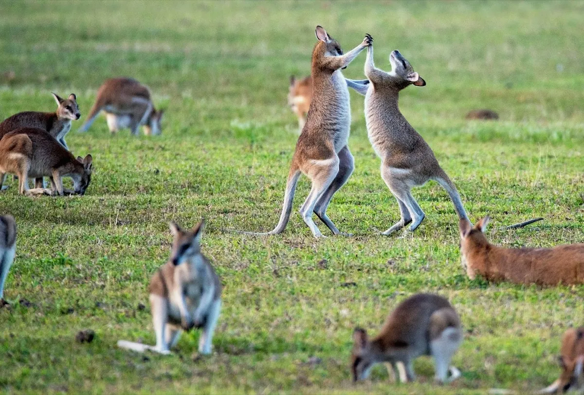 Two agile wallabies standing up and sparring on a grassy field while others graze